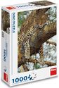 Dėlionė DINO Leopard, 1000 det.