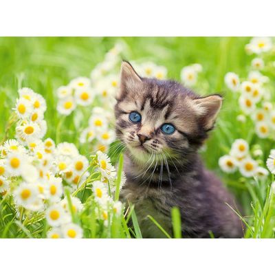 Dėlionė RAVENSBURGER Cat In The Garden, 500 det.
