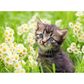 Dėlionė RAVENSBURGER Cat In The Garden, 500 det.