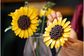 LEGO Botanicals Saulėgrąžų puokštė, gėlių dekoras, 11502