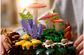 LEGO Botanicals Miško grybai 11505