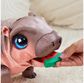 FURREAL Interaktyvus begemotas SALLY
