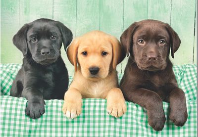 Dėlionė CLEMENTONI Three Labs, 1000 det.