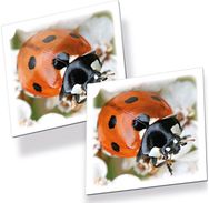 Tactic Board Game Memo Insects