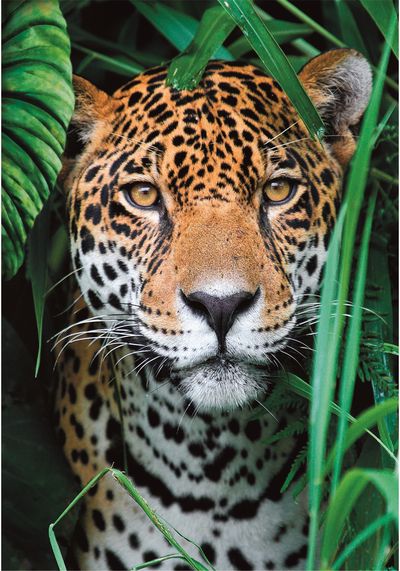 Dėlionė CLEMENTONI JAGUAR IN THE J. COMPACT 500 det.