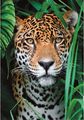 Dėlionė CLEMENTONI JAGUAR IN THE J. COMPACT 500 det.