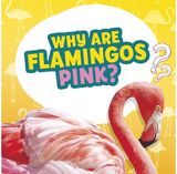 Why Are Flamingos Pink?
