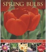 Spring Bulbs
