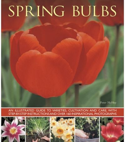 Spring Bulbs