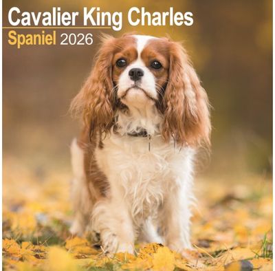 Cavalier King Charles Calendar 2026 Square Dog Breed Wall Calendar - 16 Month