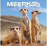 Meerkats Calendar 2026 Square Wildlife Safari Wall Calendar - 16 Month