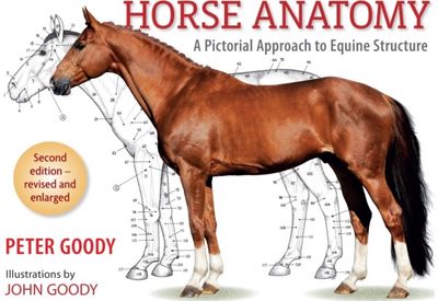 Horse Anatomy: A Pictorial Approach to Equine Structure