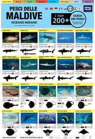 Maldive Guida Dei Pesci: I Top 200+ (Italian)