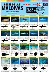 Maldivas Guia De Campo Para Peces: El Top 200+ (Spanish)