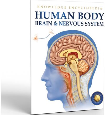 Human Body - Brain And Nervous System: Knowledge Encyclopedia For Children