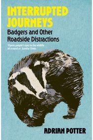 Interrupted Journeys: Badgers and Other Roadside Distractions