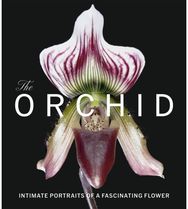 Orchid: Intimate Portraits of a Fascinating Flower